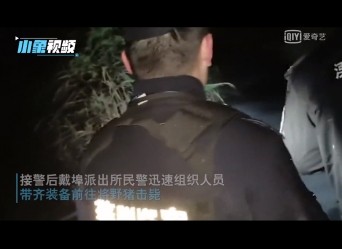 江苏溧阳野猪跑到酒店攻击游客 警察果断击毙 网友：这野猪真倒霉 蓝光(1080P)